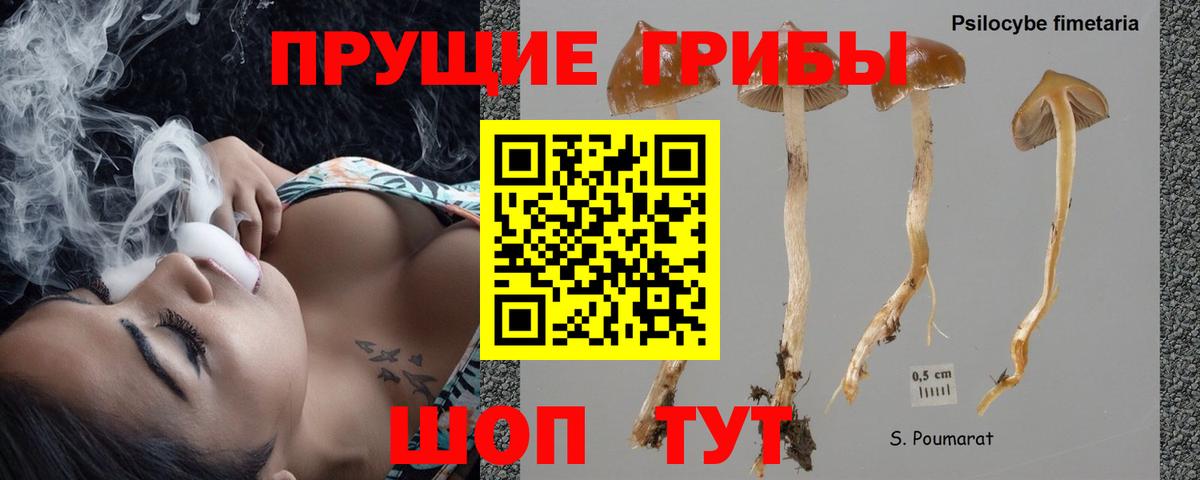 Псилоцибиновые грибы мицелий  Псилоцибиновые грибы мицелий  Усть-Кут  Вход с VPN 